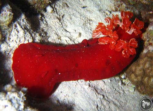 Hexabranchus sanguineus from Egypt