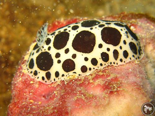 Peltodoris atromaculata from Croatia