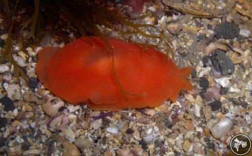 Berthella aurantiaca from Bermeo, Spain