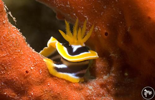 Chromodoris africana from Jordan