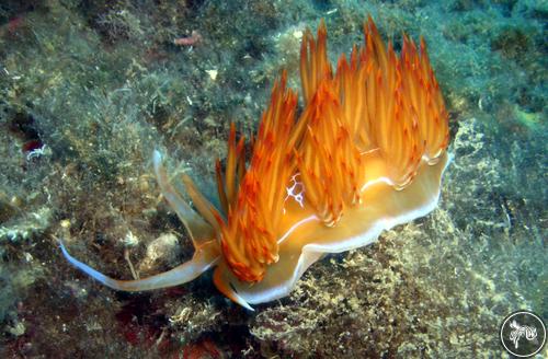 Dondice banyulensis from Spain