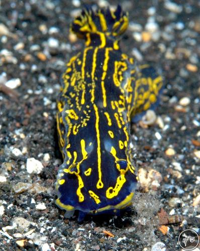 Hypselodoris picta from Spain