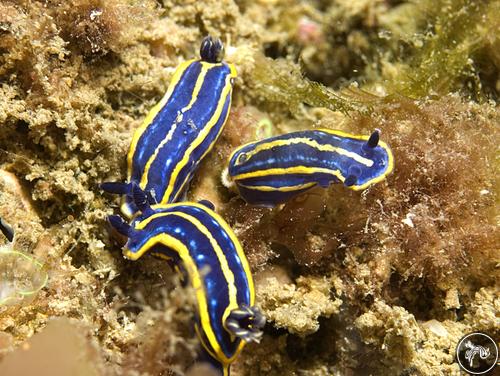 Hypselodoris midatlantica from Spain