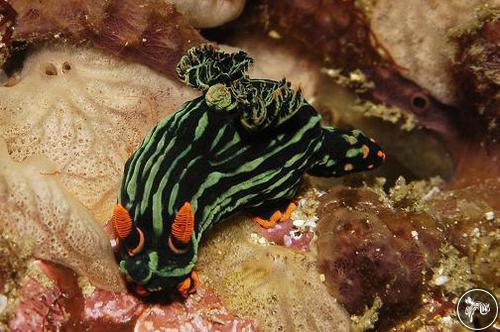 Nembrotha kubaryana from Indonesia