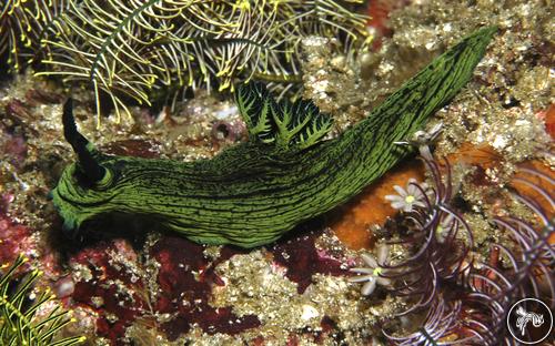 Nembrotha milleri from Indonesia