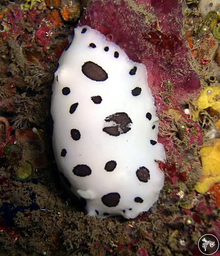 Peltodoris atromaculata from Spain