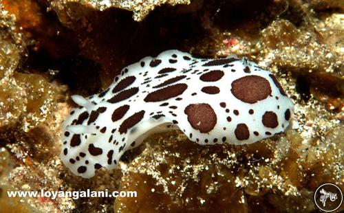 Peltodoris atromaculata from Spain