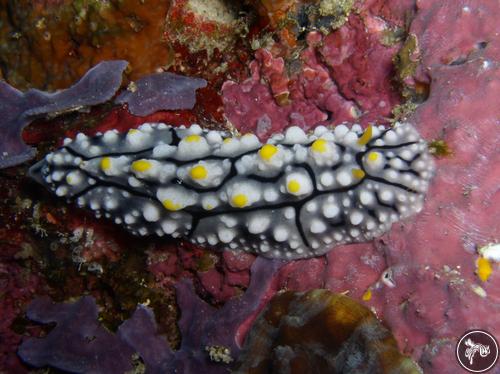 Phyllidia elegans from Philippines