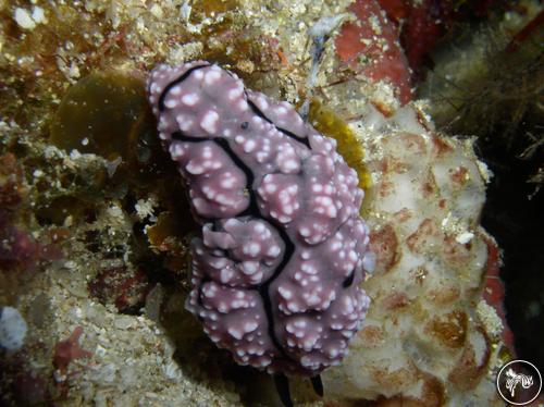 Phyllidiopsis krempfi from Philippines