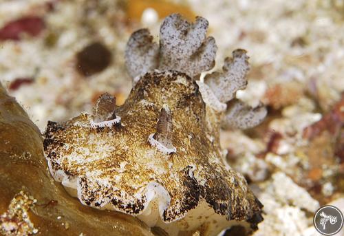 Aphelodoris sp. from Indonesia