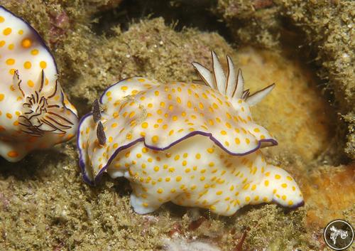 Hypselodoris pulchella from Oman