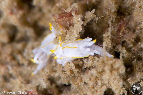 Goniodoridella savignyi from Fujairah, United Arab Emirates