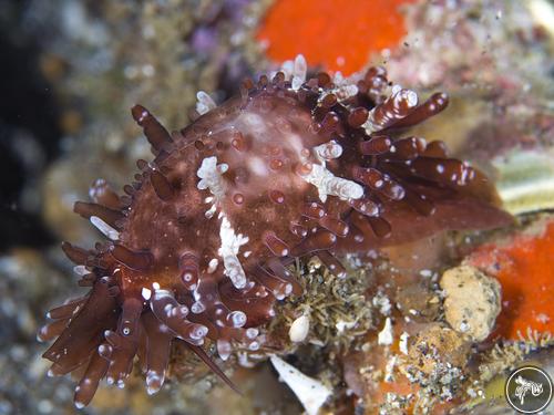 Cypraea limacina from Lembeh, Indonesia