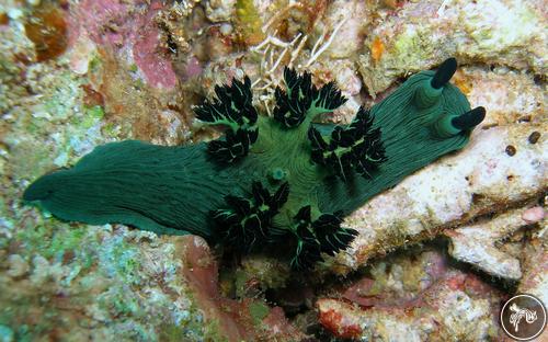 Nembrotha milleri from Philippines