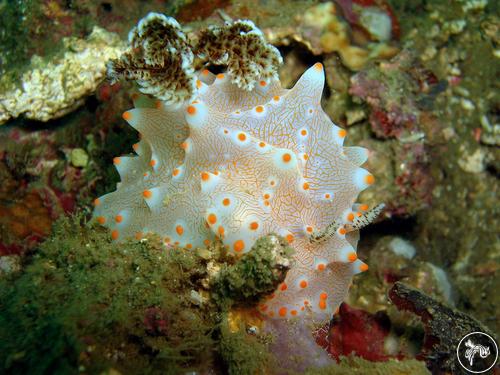 Halgerda batangas from Philippines