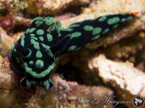 Nembrotha kubaryana from Indonesia