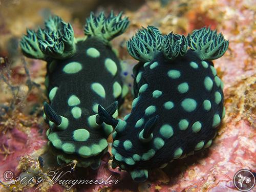 Nembrotha cristata from Indonesia