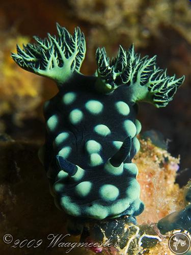 Nembrotha cristata from Indonesia