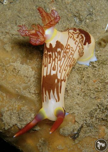 Nembrotha lineolata from Philippines