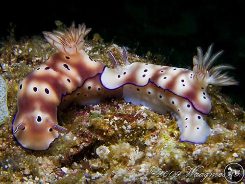 Hypselodoris tryoni from Indonesia