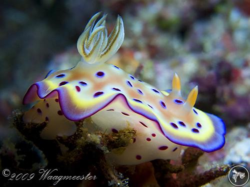 Goniobranchus kuniei from Indonesia