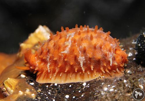 Cypraea teres from Sangeang Island, Indonesia