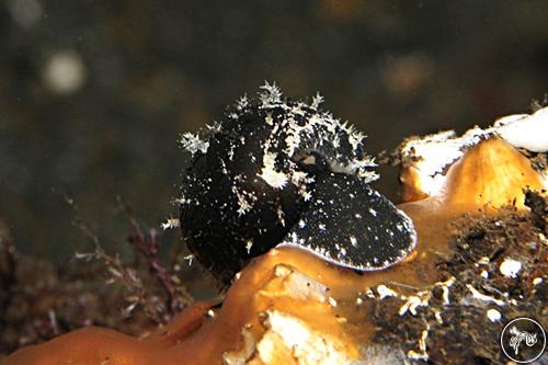 Cypraea clandestina from Sangeang Island, Indonesia