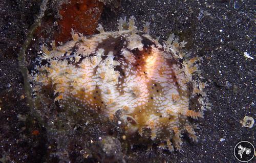 Cypraea ventriculus from Lembeh, Indonesia