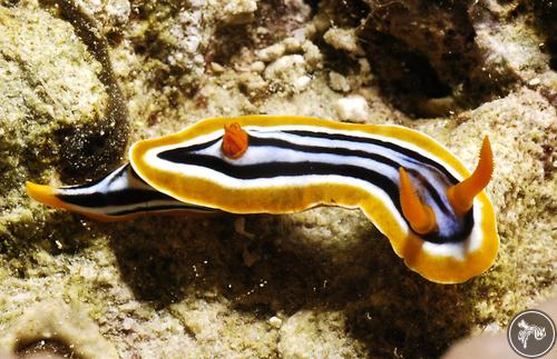 Chromodoris quadricolor from Jordan