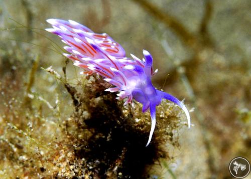 Flabellina affinis from Spain