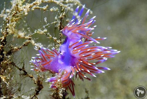 Flabellina affinis from Spain