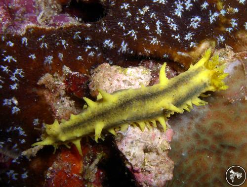 Pentacta lutea from Cebu, Philippines