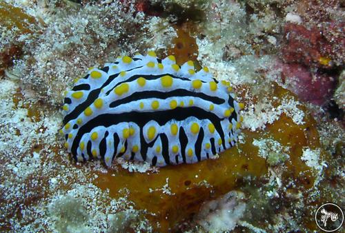 Phyllidia varicosa from Tanzania