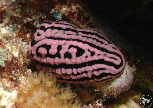 Phyllidiella meandrina from Mauritius