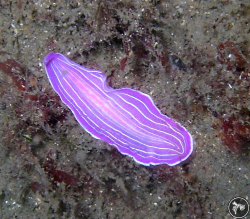 Prostheceraeus giesbrechtii from Bermeo, Spain