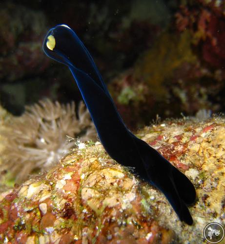 Chelidonura flavolobata from Egypt