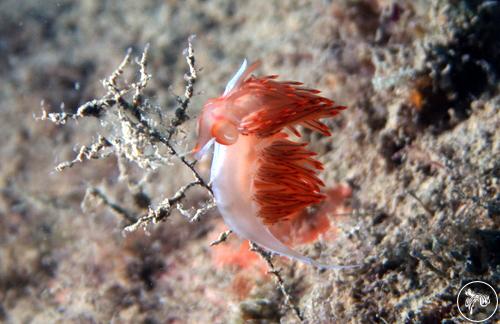 Dondice banyulensis from Italy