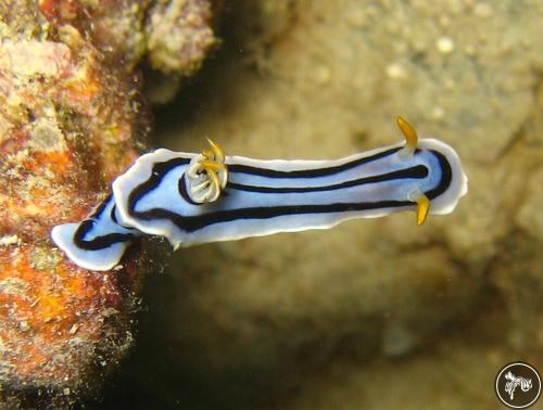 Chromodoris boucheti from Tanzania