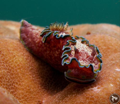 Glossodoris cincta from Indonesia