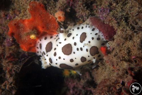 Peltodoris atromaculata from Italy