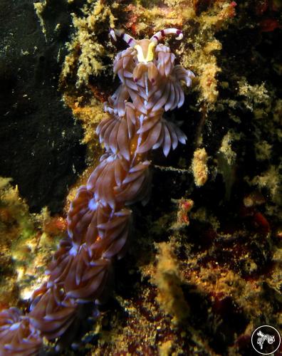 Pteraeolidia ianthina from Indonesia