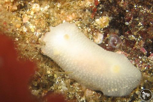 Cadlina laevis from Iceland