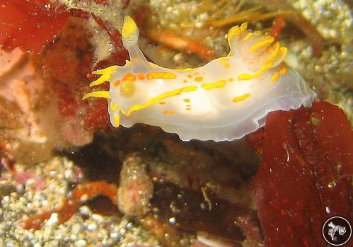 Polycera quadrilineata from Iceland