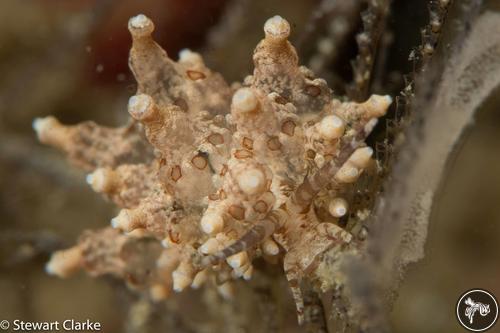 Eubranchus ocellatus from Fujairah, United Arab Emirates