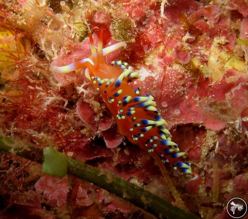 Caloria indica from Guam