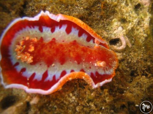 Hexabranchus sanguineus from Indonesia