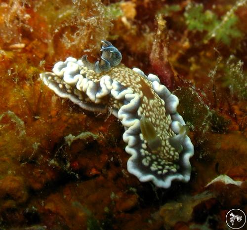 Glossodoris sp. from Guam