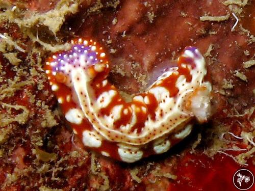 Hypselodoris sp. from Guam