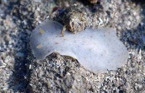 Peltodoris murrea from India