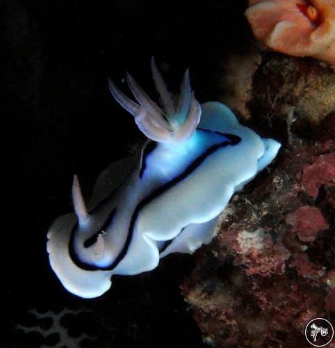 Chromodoris lochi from Indonesia